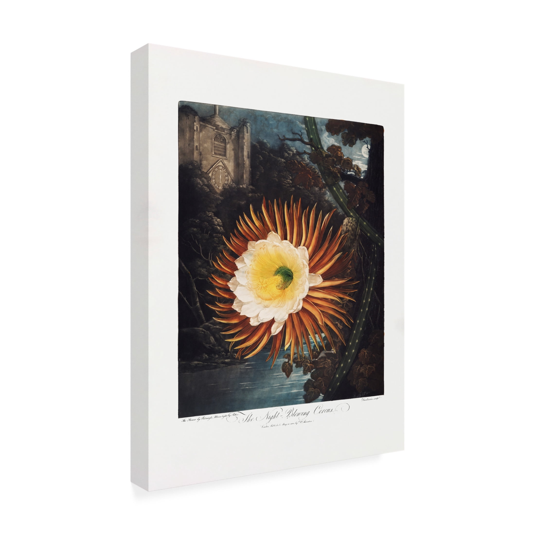 Trademark Fine Art Pictufy  The NightaBlowing Cereus from The Temple of Flora 1807 Canvas Wall Art