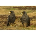 thumbnail image 2 of Illg, Cathy and Gordon 32x23 Black Ornate Wood Framed with Double Matting Museum Art Print Titled - Sea Lion Island Striated caracaras on ground, 2 of 4