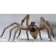 thumbnail image 1 of Loup Araignée Photo Plaque License, 1 of 1