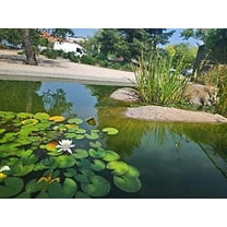 CZ Grain 10 Lotus Plant Seed, 100% Satisfaction Guaranteed