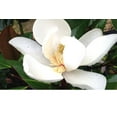 thumbnail image 3 of 1 Gal. Little Gem Magnolia Tree in Grower's Pot - Large Fragrant Blooms, 3 of 4