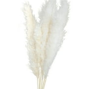 DAILY GOLF TOOLS Dried Reed Phragmites Decor High-quality Flowers Pampas Grass Home Boho Wedding Or Special Occasion Artificial Bouquet