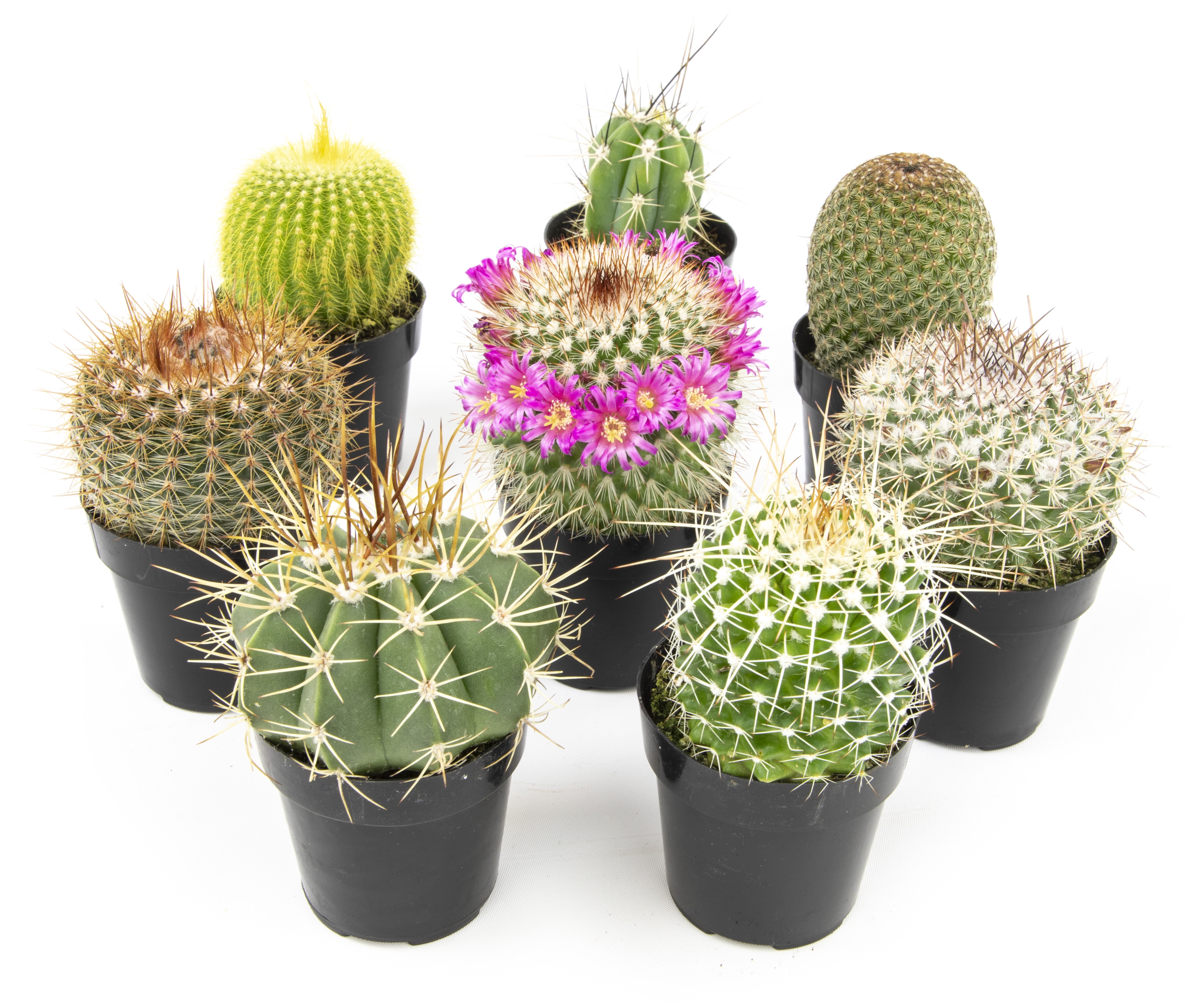 Altman Plants Live Cactus Plants 8-Pack - Succulent Plant - DIY Wedding - Full Sun - 2.5-Inch Pots