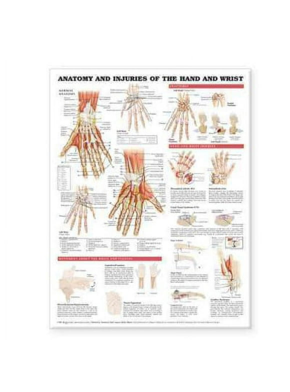 Anatomy & Injury Of Hand And Wrist Anatomical Chart