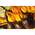 thumbnail image 3 of 30 BURPEE'S GOLDEN BEET Beta Vulgaris Yellow Root Vegetable Seeds, 3 of 5