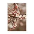 thumbnail image 2 of Gango Home Decor In Bloom XI by Karyn Millet (Printed on Paper); One 24x36in Fine Art Paper Giclee Print, 2 of 4