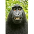 thumbnail image 2 of Art.com Monkey Selfie Photographic Print by David Slater, 24" x 36", 2 of 4