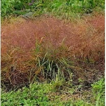 100 RUBY SILK LOVEGRASS Ornamental Love Grass Eragrostis Tef Seeds