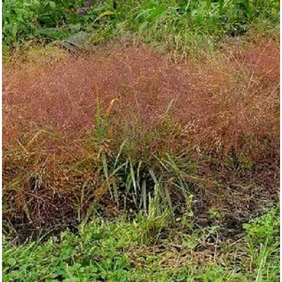 100 RUBY SILK LOVEGRASS Ornamental Love Grass Eragrostis Tef Seeds