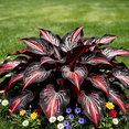 thumbnail image 3 of Hosta Seeds - A very beautiful garden landscaping flower, easy to grow, perennial, suitable for beginners., 3 of 5