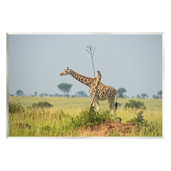 Stupell Industries Monkey Riding Giraffe Animals & Insects Photography Unframed Art Print Wall Art, 15 x 10