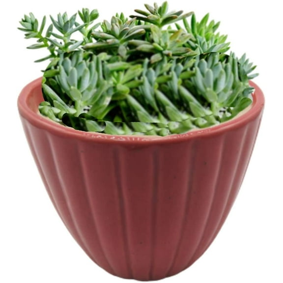 India Meets India Ceramic Flower Pot Planter Indoor Outdoor Planter Handicraft by Awarded Indian Artisan (Red)