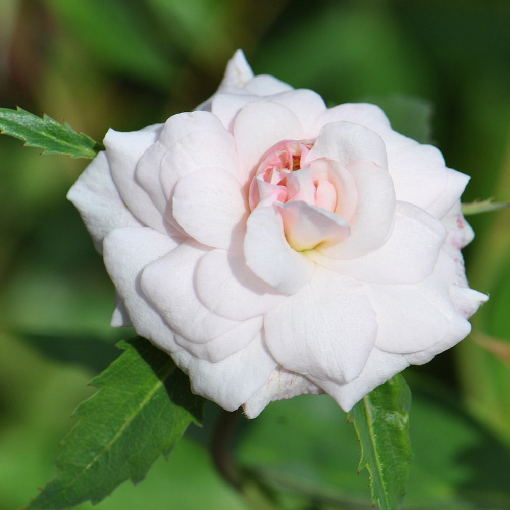 Everblooming Cl Cécile Brünner™ Rambling Rose by Heirloom Roses - Live Rose Plants