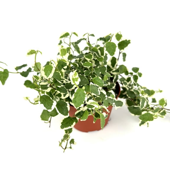Variegated Creeping Fig Houseplants Ficus Pumila, 4" Pot