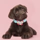 thumbnail image 4 of Collar de entrenamiento para perros con collar de microfibra para perros y gatos con pétalos de colores (azul M), 4 of 5