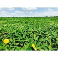 thumbnail image 3 of EcoTurf Perennial Peanut Grass - 20 Live Plants - Arachis Glabrata - Drought Tolerant Low Maintenance Ground Cover, 3 of 9