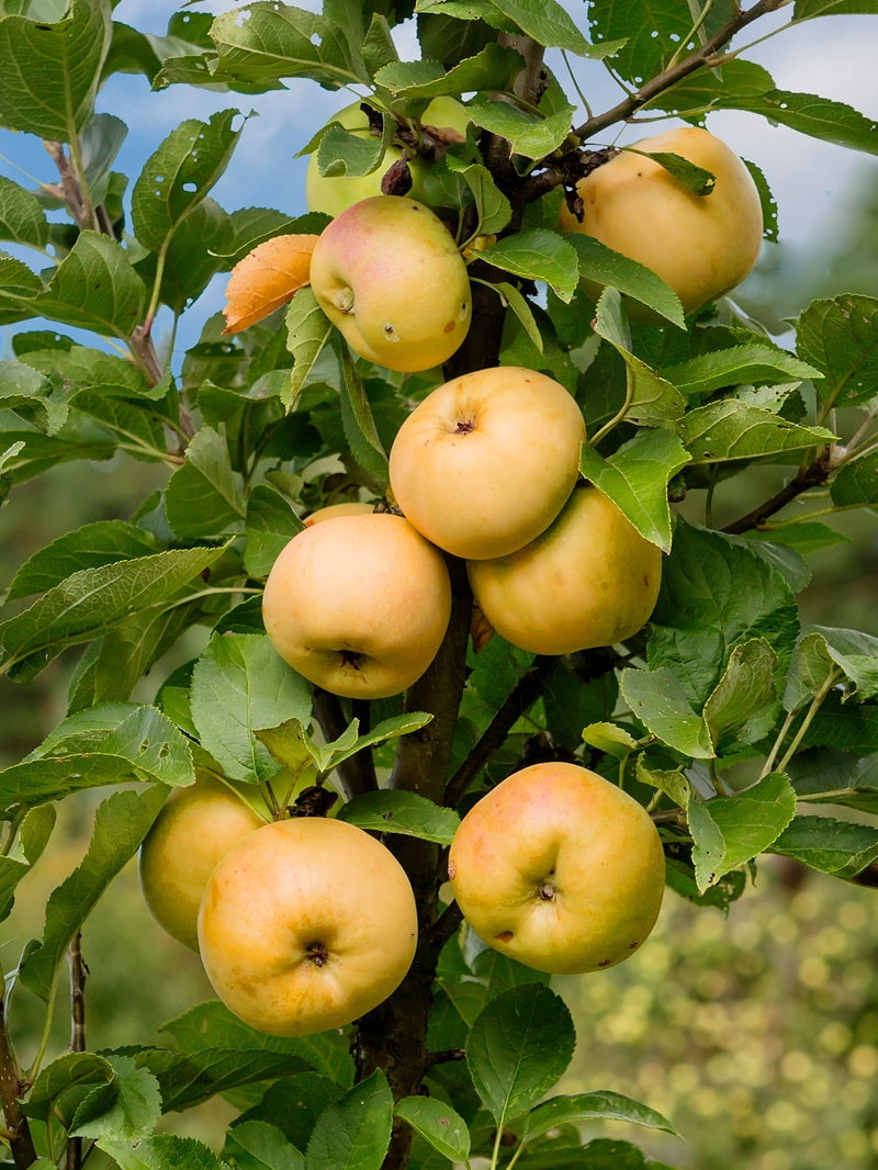 Expert Gardener 2-3 ft. tall Golden Sentinel Columnar Apple Live Tree in 5-Gallon Grower Pot