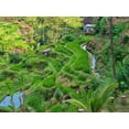 thumbnail image 2 of Eggers, Terry 14x12 Black Ornate Wood Framed with Double Matting Museum Art Print Titled - Indonesia-Bali-Ubud-Tegallalang Rice Terraces near Ubud, 2 of 4