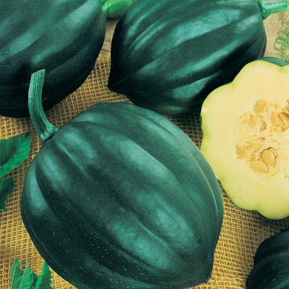 Table Princess F1 Hybrid PMT Winter Squash Seeds - 4 g Packet ~35 Seeds - Non-GMO, F1 Hybrid - Vegetable Garden - Cucurbita pepo