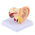 thumbnail image 2 of Ear Model Anatomy 1.5:1 Magnified Scientific Professional Simulation Small Human Anatomy Model, 2 of 15