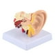 thumbnail image 2 of Modelo de oído anatómico 1.5:1 ampliado, simulación científica profesional, modelo pequeño de anatomía humana., 2 of 14