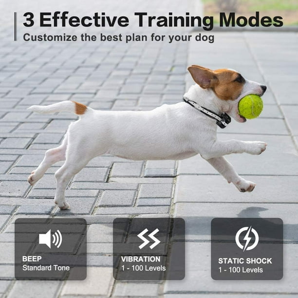 Best dog training top collar under 100
