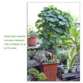 thumbnail image 3 of mmirethe Metal Plant Support Rod Column 45 Turns High Durable Climbing Frame Cherries, 3 of 6