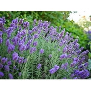 Phenominal Lavender Plant in a 4 Inch Container