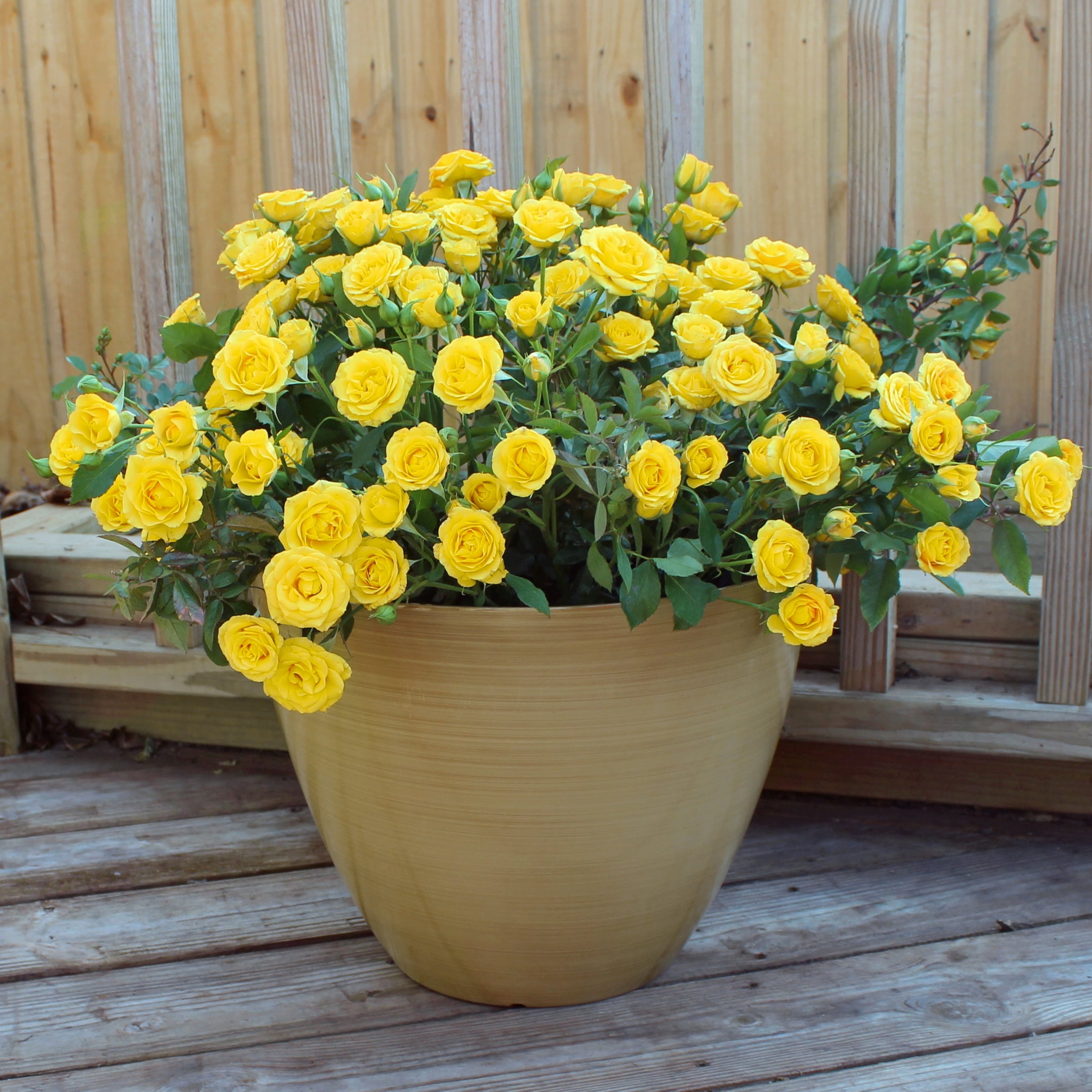 National Plant Network 2.5 in. Miniature Rose Buttermint (3-Pack)