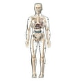 thumbnail image 5 of HJJLRH Clear Human Body Structure Model, 3D Human Anatomy Model Kit with Removable Organs, Portable Skeleton Model Toy for Anatomy Class, Science Kit for Kids Ages 6+, 5 of 9