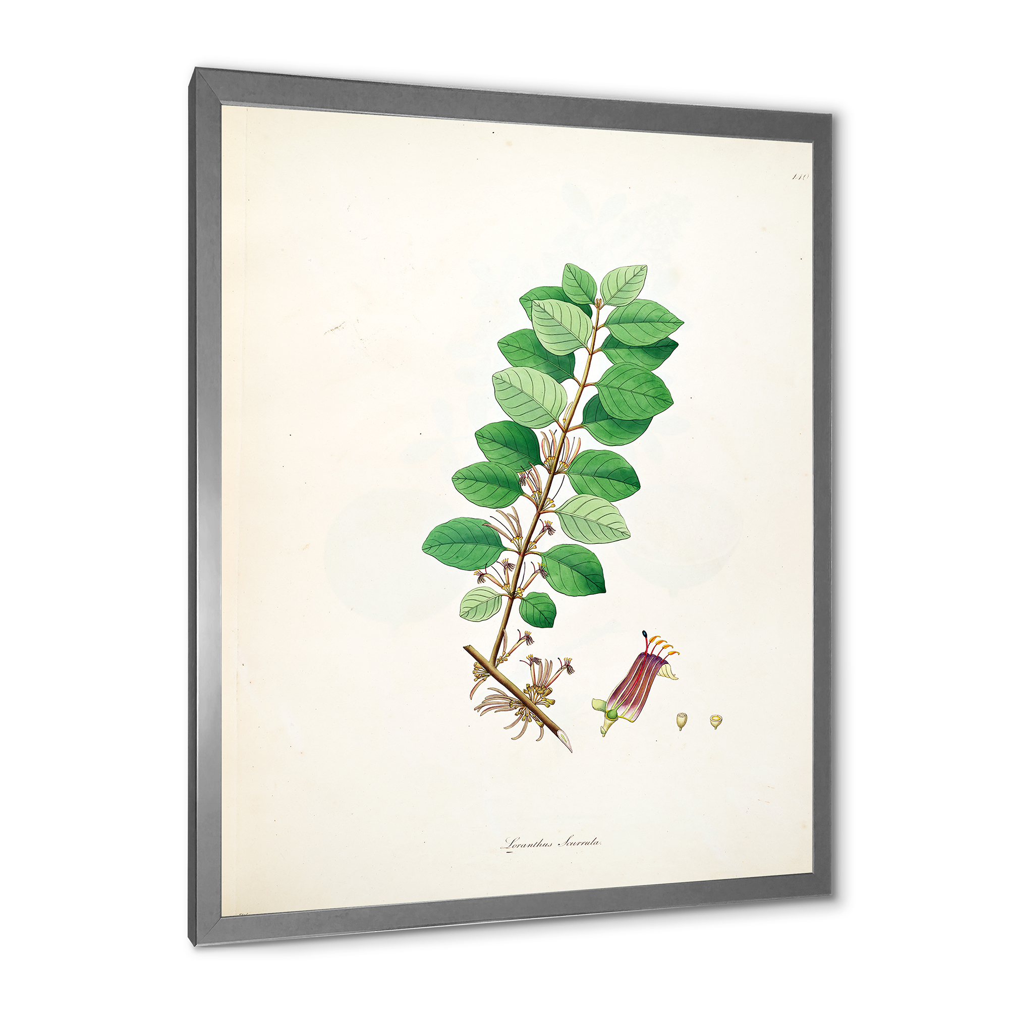 Designart 'Ancient Plant Life XVII' Farmhouse Framed Art Print
