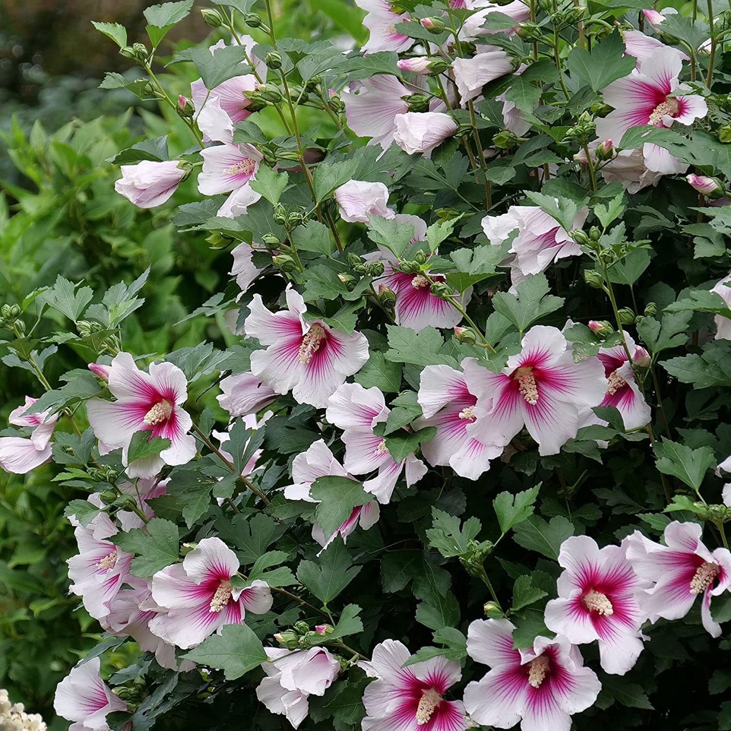 Proven Winners ColorChoice Paraplu Pink Ink Hibiscus Live Shrub (2 Gallon)