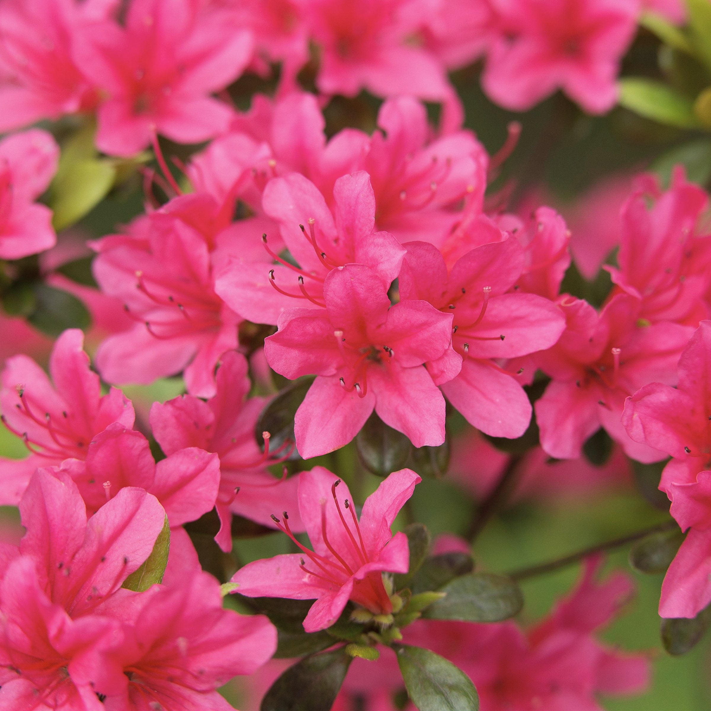 Live Shrub 3 gal Floramore Azalea 'Hot Pink' with Partial Sunlight