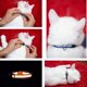 thumbnail image 2 of Hebilla de Seguridad de Liberación Rápida con Collares Reflectantes para Gatos de 36 Piezas con Campana Ajustable de 19-32 cm (12 Colores), 2 of 10