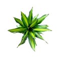 thumbnail image 2 of Andersen Farms Dracaena Marley Live Plant in 10" Grower Pot, 2 of 4
