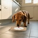 thumbnail image 5 of Comedero Lento Para Perros Almohadilla De Silicona Para Que Los Perros Laman Dispensador Para Cachorros Y Gatos Que Evita La Ansiedad Y El Desorden Seaflex Feast Mat – Comedero Lento Fomenta El, 5 of 5