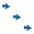 thumbnail image 2 of Decodeary Designed Soft Small Fake Fish For Landscaping Aquarium Decoration Harmless blue 3Set, 2 of 6