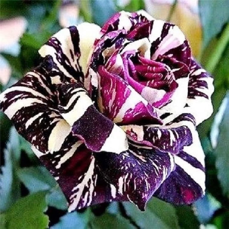 Pemdas 20 Black Dragon Rose Plant Seeds, Variegated Blooms