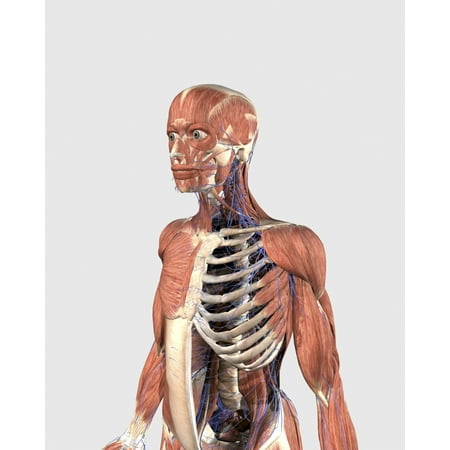 Human upper body showing muscle parts axial skeleton and veins Poster Print