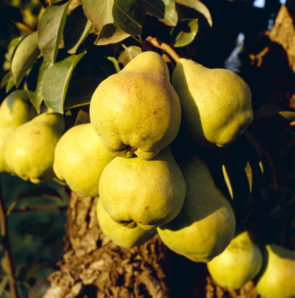 Agriculture Mature Bartlett pears on the tree in late afternoon light