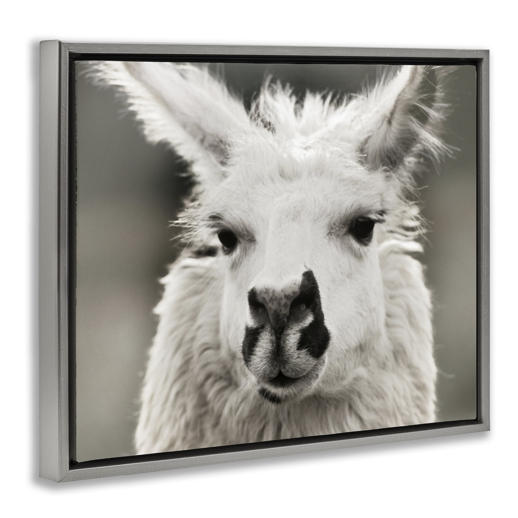 Stupell Industries Llama Gazing Portrait Animals & Insects Photography Gray Floater Framed Canvas Art Print Wall Art, 31 x 25