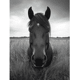 thumbnail image 1 of Qisvanset 12x16 Inch Black White Wild Horse Panoramic Canvas Wall Art, Equine Scenery Art for Living Room Decor, 1 of 8