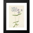 thumbnail image 2 of Mary Vaux Walcott 18x24 Black Modern Framed Museum Art Print Titled - Blue Phlox. Phlox Divaricata (1925), 2 of 5