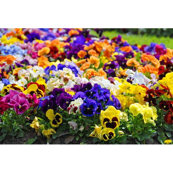 Seedville 250 Swiss Giants Mixed Pansy Plant Seeds