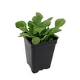 thumbnail image 2 of Miniature Alpine Pink Valerian Plant - Fairy Garden - 2.5" Pot, 2 of 2