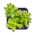thumbnail image 3 of Sedum Rubrotinctum 'Aurora' Pink Jelly Bean Succulent (4"+ Clay Pot) - Tiny, Lovely, Easy to Care Succulent for Beginners - Live Healthy Variegated Succulent - Colorful Succulent, 3 of 8