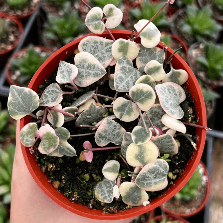 Variegated String of Hearts Plant, Pink String of Heart Succulent Houseplant 2.5 Inch Pot