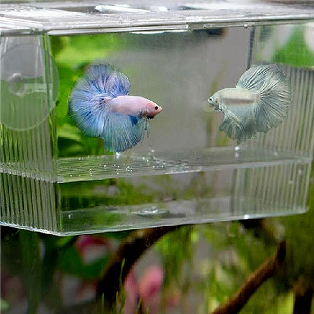 Walmart fish store supplies