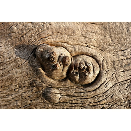 Timber Frame Builders - Framed Art For Your Wall Rings Timber Log Surface Lumber Wood Knot Growth 10x13 Frame
