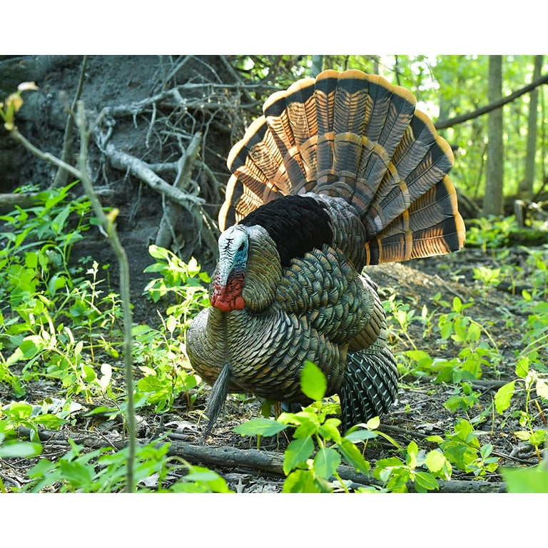 Avian-X, HDR Strutter Adjustable Tail Fan Realistic Turkey Decoy